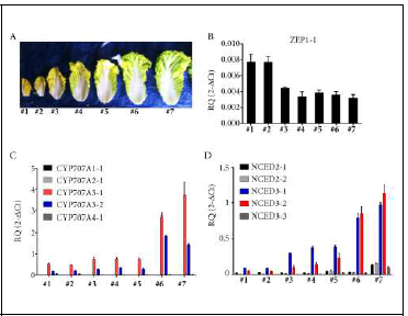 배추 결구부 및 외부잎에서 ABA 생합성/분해 관련 유전자 발현> (A), ZEP. (B), CYP707As. (C), NCEDs