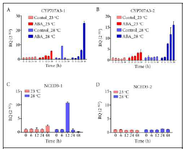 온도 의존적인 유전자 발현 확인> (A), CYP707A3-1. (B), CYP707A3-2. (C), NCED3-1. (D), NCED3-2