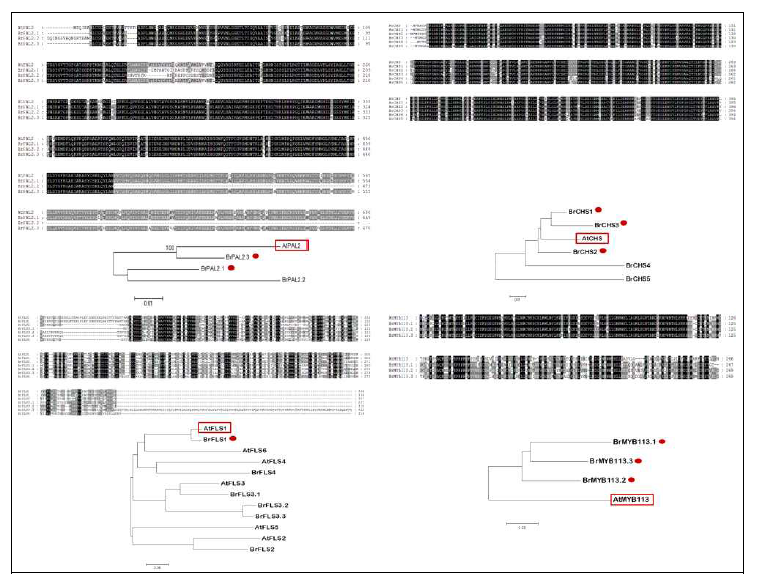 배추와 애기장대의 플라보노이드 대사경로 유전자들의 아미노산 서열 비교 및 유연관계 분석