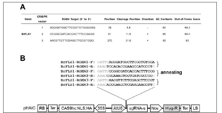 BrFLS1 유전자 편집을 위한 guide RNA 선정 및 운반체 제작