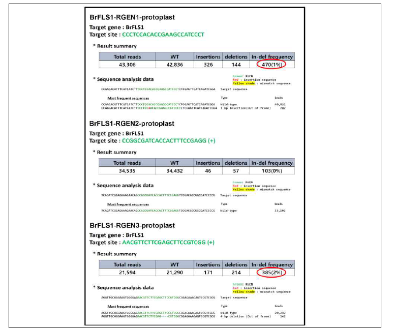 배추 protoplast 에서의 BrFLS1 유전자 편집을 위한 guide RNA 운반체의 편집효율 검정