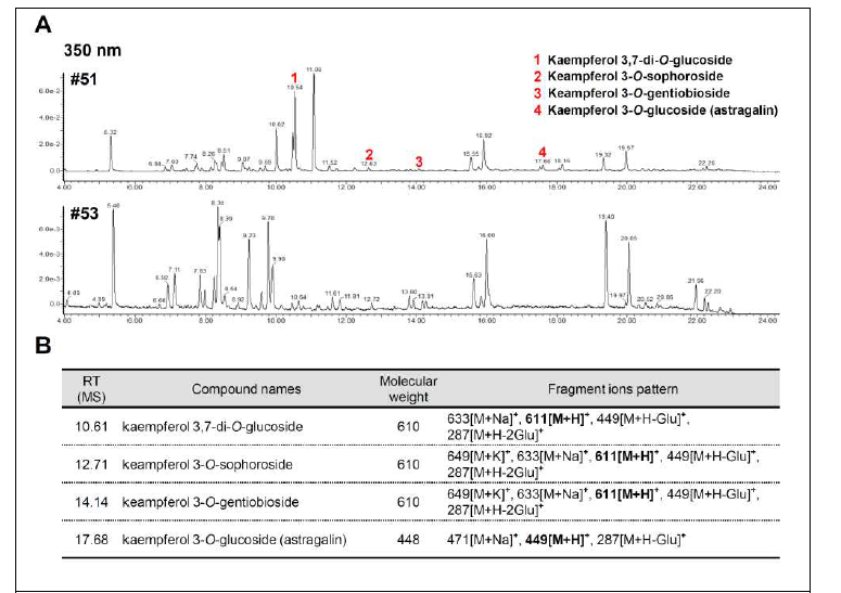 UPLC-QTOF/MS 분석을 통한 T0 형질전환 배추의 kaempferol 배당체 물질 동 정