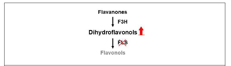 BrFLS1 유전자 편집 형질전환 배추의 플라보노이드 생합성 예상 경로