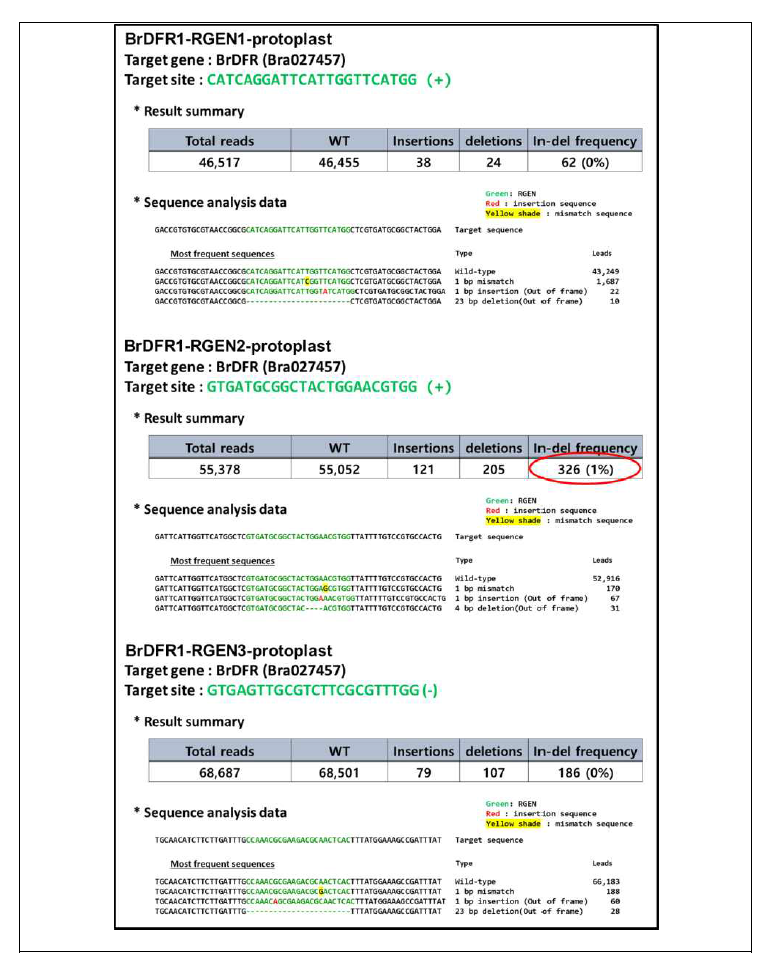 배추 protoplast 에서의 BrDFR1 유전자 편집을 위한 guide RNA 운반체의 편집효율 검정