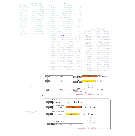 Cas 9(1.6kb, 1.3kb)과 GFP Guide RNA construct 제작 완료