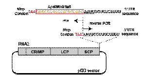 RaMV RNA2의 3’ UTR 위치에 MCS 제작