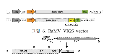 RaMV VIGS vector의 MCS site에 PDS gene 삽입