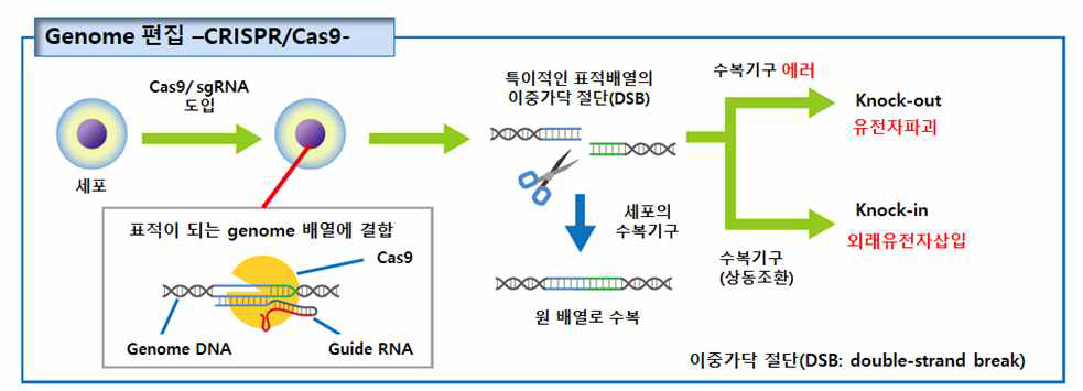 CRISPR/Cas9 시스템을 이용한 유전자 파괴 및 유전자 삽입 개요