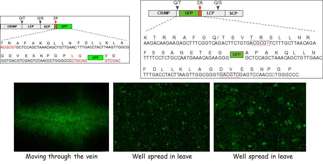 RAMV RNA2 MCS 를 이용한 GFP 발현 벡터 제작 및 발현 확인