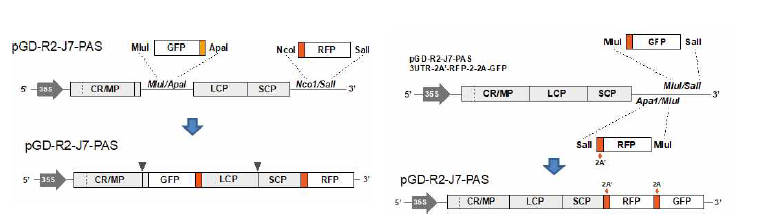 RaMV RNA 2 dual protein 발현용 constructs 제작 모식도