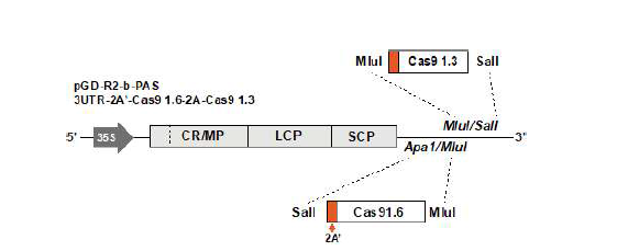 RaMV RNA 2 Cas 9 (1.3Kb, 1.6Kb) 동시 발현용 constructs 제작 모식도