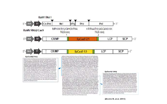 RaMV RNA 2 spCas 9 (1.9Kb, 2.1Kb) 적용 constructs 제작 모식도