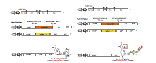 RaMV sp Cas 9 및 Guide RNA constructs 제작 모식도