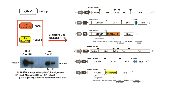 RaMV RNA3 Un1Cas12f1(529aa), AsCas12f1(422aa) 발현 확인