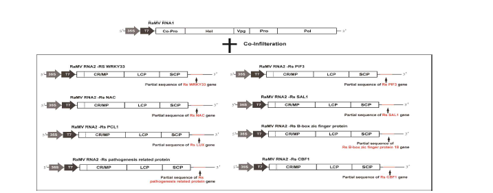 RaMV RNA 2 VIGS 벡터를 이용한 배추 negative regulator 유전자 클로닝
