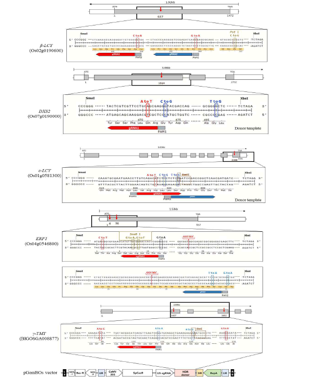 Schematic diagram of gene targeting site and homologous DNA donor template construction. The nucleotides highlighted in the Red boxes correspond to intended modification for SNP and in the blue and brown boxes are silent mutation to avoid recutting and to generate cleaved amplified polymorphic sequence(CAPS) marker respectivly. Bottom panel is structure of the transfer DNA (T-DNA) vector, pGemBos, which produces DNA replicons. LB, left T-DNA boder; NOS-T, nopaline synthase promoter; Bar-R, barsta resistance gene; LIR, large intergenic region; CaMV 35S,cauliflower mosaic virus 35S promoter; U3-sgRNA, sgRNA expressed from the OsU3 promoter ; HDR donor, donor template for homologous directed repair; SIR, short intergenic region; RepA, coding sequence for Rep/RepA; RB, right T-DNA border