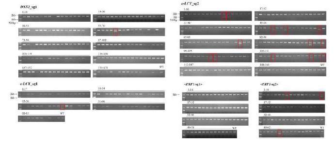 The PCR analysis of a larger area than the donor template of the DXS2-sg1, ε-LCY-sg1, ε-LCY-sg2, ERF1-sg1, ERF1-sg2 transgenic plants. Red boxes indicate multi-bands where large deletions are expected