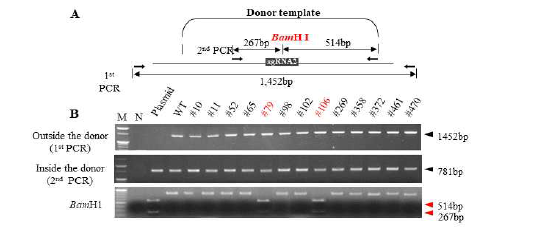 Screening by using PCR and restriction enzyme analysis (A) Position of key SNP replacement of ɛ-LCY targeted site (BamH1 restriction enzyme site was created inside the donor). (B) The 2nd PCR products were digested with the BamH1 restriction enzyme. M; 1kb DNA ladder, N; water control, plasmid; pGemBos: ɛ-LCY_sg2 vector, WT; wild-type