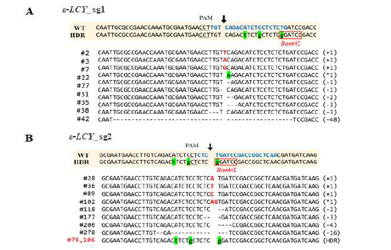 Confirmation of key SNP replacement of target sequence region by deep sequencing analysis. Target DNA sequence of ɛ-LCY_sg1 and ɛ-LCY_sg2 is shown with blue text in WT. A black arrow indicates the expected digestion site by Cas9 with sgRNA. The PAM sequence are underlined. Deletions are indicated as dashes; insertions are in red; substitute are green highlighter
