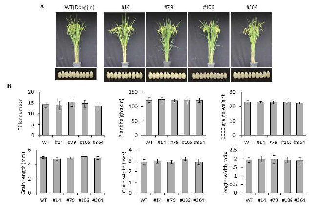 Agronomic traits of WT plants and ε-LCY-sg2 transgenic rice lines subjected to normal conditions. Morphology of mature plants (A), Tiller numbers, Plant height, 1,000 grain weight, Grain length, Grain width and length width rate (B)