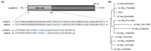 애기장대 BEH3 유전자에 해당하는 콩 상동유전자 GmBEH3 단백질 구조 (A) 콩 GmBEH3와 애기장대 BEH3의 BES1-N-terminal active domain(ND, 5-105 aa) 비교 분석 (B) 콩 GmBEH3 member들의 관계도