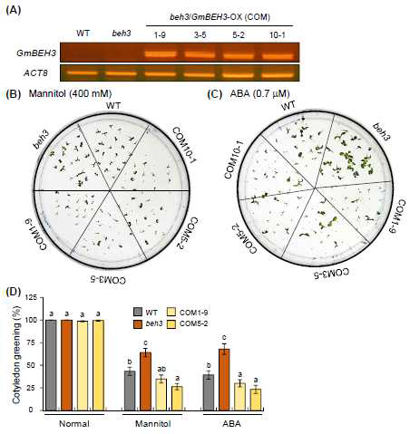 건조 스트레스 및 ABA 호르몬에 대한 GmBEH3 유전자가 발현되는 COM 라인들의 cotyledon greening의 생리적 표현형 분석. (A) 애기장대 beh3 돌연변이체에 GmBEH3 -overexpressing(OX)시킨 형질전환체 라인들을(COM1-9, COM3-5, COM5-2, COM10-1) 제작하였으며, RT-PCR에 의한 GmBEH3 유전자의 전사 발현량을 비교 분석하였다. ACT8 은 PCR product의 loading control로 사용하였다. (B-D) WT 식물체, beh3 돌연변이체 및 complementation lines(COM)들로부터 건조 스트레스(B) 및 ABA 호르몬(C)에 대한 cotyledon greening의 생리적 표현형(D)을 비교 분석하였다.