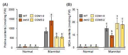 WT 식물체, beh3 돌연변이체 및 COM 라인들로부터 건조 스트레스에 대한 프롤린 함 량과 MDA 함량 분석. (A-B) 400 mM mannitol을 처리한 샘플들로부터 프롤린 함량(A)과 MDA 함량(B)을 비교 분석하였다
