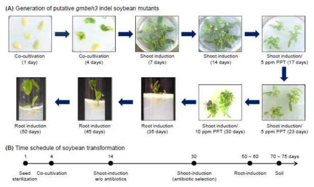 Half-seed 조직 배양방법을 이용한 Cas9/GmBEH3-sgRNA constructs들의 콩 (광안 콩) 형질전환체 생산 및 조직 배양 소요 시간. (A) Half-seed 조직 배양 방법 (B) 콩 형질전환체 제작에 대한 조직 배양 소요 시간 모식도