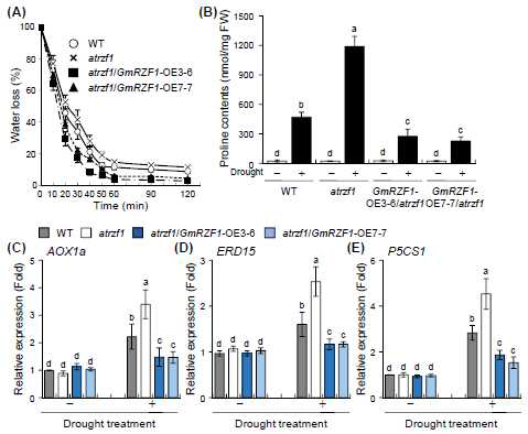 WT 식물체, atrzf1 돌연변이체 및 GmRZF1 -OE/atrzf1 라인들로부터 가뭄스트레스에 대한 수분 손실율 조사, 프롤린 함량 분석 및 내건성 유도 마커유전자들의 전사 발현량 분석. (A-B) 가뭄스트레스를 처리한 샘플들로부터 수분 함량(A)과 프롤린 함량(B)을 비교 분석하였다. (C-E) 2주 동안 키운 각 식물체들로부터 가뭄 처리 후, qPCR 방법을 통해 가뭄스트레스 내성 유도 유전자 AOX1a (C), ERD15 (D), P5CS1 (E)들의 전사 발현 양상을 분석하였다