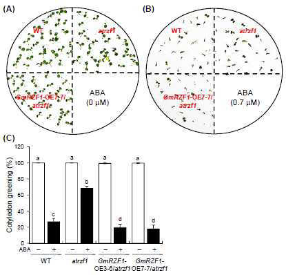 ABA 호르몬에 대한 GmRZF1 -OE/atrzf1 라인들의 cotyledon greening의 생리적 표 현형 분석. (A-C) WT 식물체, atrzf1 돌연변이체 및 GmRZF1 -OE/atrzf1 라인들로부터 ABA 호 르몬에 대한 cotyledon greening의 생리적 표현형을 비교 분석하였다