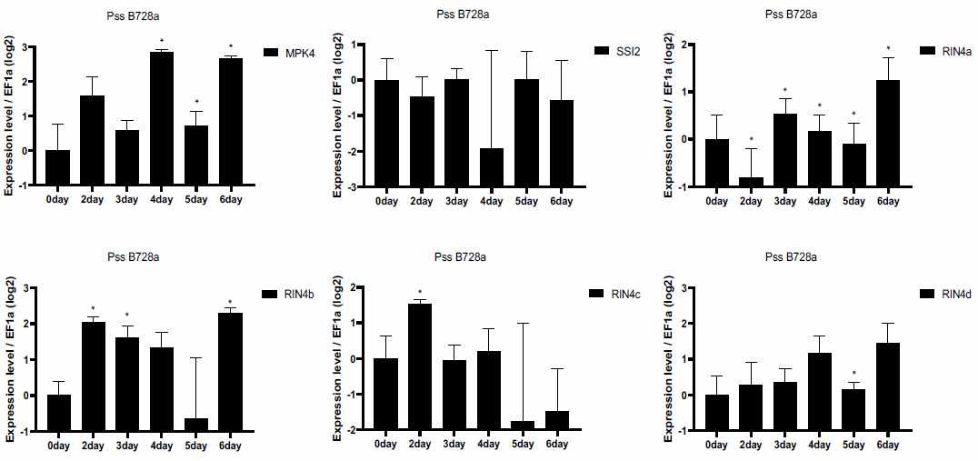 Soybean MPK4 , RIN4a, RIN4b , RIN4c , RIN4d , 그리고 SSI2 PssB728a에 감염된 광안 콩 잎에서의 mRNA 발현 분석. Avergage ± standard deviation; reference gene, EF1-α (Glyma19G052400); no. of biological replication=4; no. of technical replication=3. Expression level of each gene before inoculation was set to log21