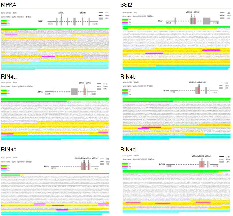 MPK4, SSI2, RIN4a~4d 6개 유전자의 genomic DNA 구조 및 본 연구에서 사용한 sgRNA영역