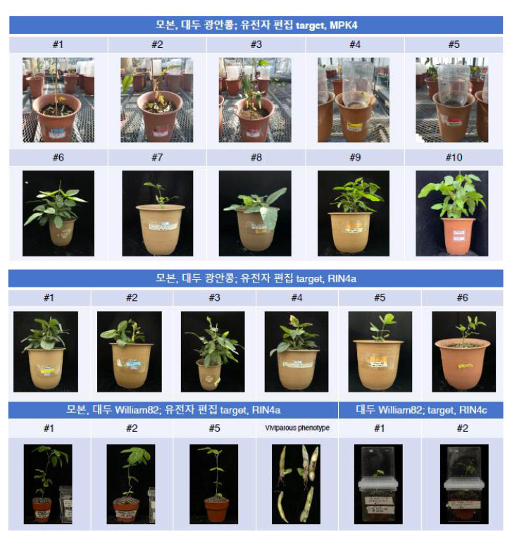 각 형질전환 T0 식물의 생육. 모본, 광안콩  TARAGET, MPK4, RIN4a, RIN4c (2021년 10월 1일 현재)