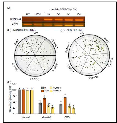 건조 스트레스 및 ABA 호르몬에 대 한 GmBEH3 유전자가 발현되는 COM 라인들 의 cotyledon greening의 생리적 표현형 분 석