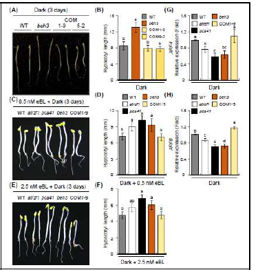 WT 식물체, atrzf1 돌연변이체, beh3 돌연변이체, pca41 (atrzf1 /beh3 ) 돌연 변이체 및 COM 라인들의 암반응 유도의 하 배축 길이 표현형 분석