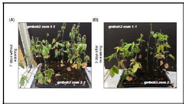 gmbeh3_com1-1 및 gmbeh3_com2-2 T2 콩 형질전환체 세대들 로부터 가뭄 내성 분석