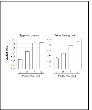 Pss B728a에 감염된 대두 광안콩 잎에서의 균주의 생장. 접종농도, OD600=0.1