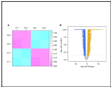 PssB728a에 감염된 광안콩 잎에서의 전사체 변화 분석. NI, non-infected leaves; IF, infected leaves. Blue dots, down-regulated genes in infected plant; brown dots, up-regulated genes in infected plants