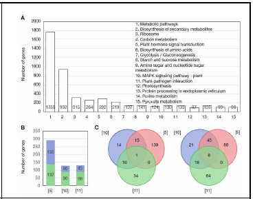 전사체 분석을 통해 얻어진 DEGs의 KEGG (Kyoto Encyclopedia of Genes and Genomes) pathway 분석을 통한 분류(A), 주요 신호전달과정 관여 유전자 수(B) 및 세가지 주요 경로의 교집합 유전자 분석(C). 5, Plant ; hormone signal transduction; 10, MAPK signaling pathway; 11, plant-pathogen interaction; blue, up-regulated gene; green, down-regulated gene