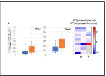광안콩과 RIN4a 유전자 교정식물에서 세 균갈색점무늬병 병징 발상. Average ± standard deviation; n=12~24; (A) Blue, 광안; Orange, 유전자 편집 T2 개체. * P<0.05 (Student t-test). (B) left number, 실험에 사용한 T2 세 대 개수; right number, WT(병반의 면적/전체 잎면적) - 형질전환식물((병반의 면적/전체 잎면 적)