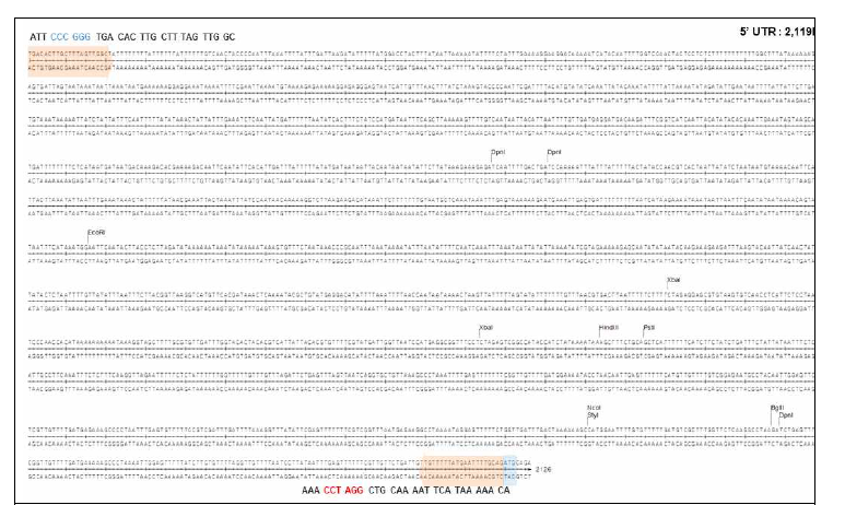 토마토 Ubi10 유전자의 프로모터 부위의 클로닝 및 염기서열 결정. 염기서열의 양쪽 끝에 표시된 프라이머를 사용하여 토마토(cv. Moneymaker) genomic DNA로부터 증폭하여 2,119 bp PCR 산물을 pBlueScript 벡터에 클로닝하고 염기서열을 결정하였음
