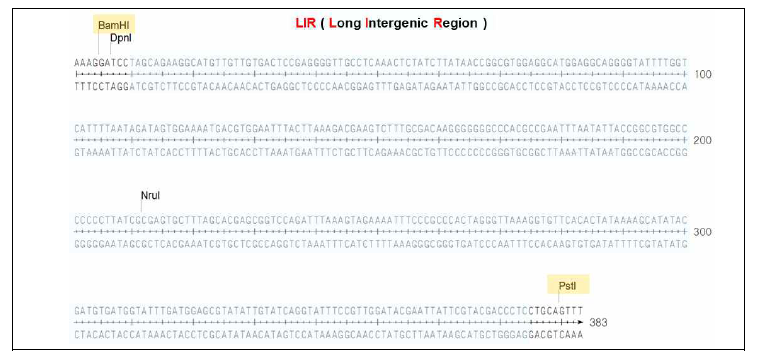 코스모진텍에서 합성된 Geminivirus의 LIR DNA의 염기서열