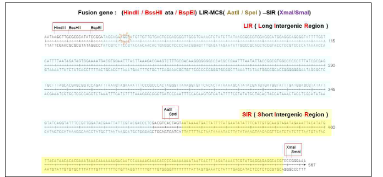 코스모진텍에서 합성된 Geminivirus의 LIR-SIR DNA의 염기서열 및 클로닝을 위한 제한효 소 위치