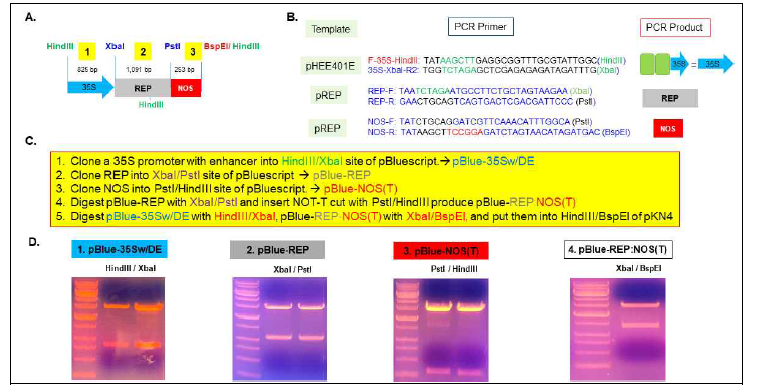 Geminivirus의 REP(Replication-associated protein) 유전자의 PCR 증폭 및 35S Promoter: REP-NOS fusion construct의 제작 과정. (A) Schematic diagram of pBlue-35S:REP-NOS(T) construct. (B) 클로닝에 사용된 PCR 프라이머와 DNA 주형. (C)
