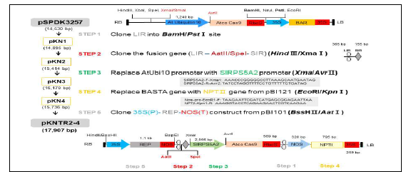Geminiviral replicon과 SlRPS5A2 promoter를 소유하는 토마토 유전체 교정용 벡터 pKNTR2-4 제작 과정. LIR, Long Intergenic Region; SIR, Short Intergenic Region; REP, Replication-associated protein