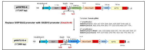 토마토 유전체 교정용 벡터 pKNTU10-4의 제작 과정