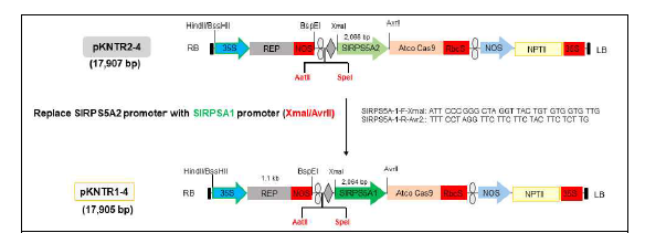 토마토 유전체 교정용 벡터 pKNTR1-4의 제작 과정