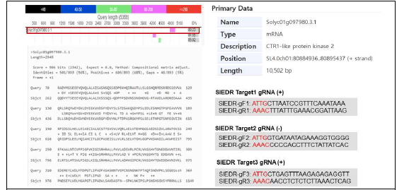 토마토 EDR1 유전자의 발견 및 CRISPR knockout을 위한 sgRNA 제작