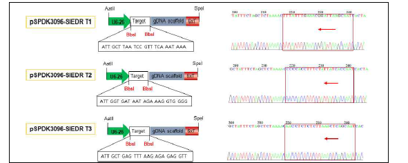 SlEDR1 유전자의 sgRNA를 pSPDK3096 벡터에 클로닝하여 DNA sequencing으로 확인