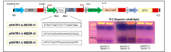 pKNTR1-4 벡터에 클로닝된 SlEDR1 유전자교정용 세 가지 sgRNA